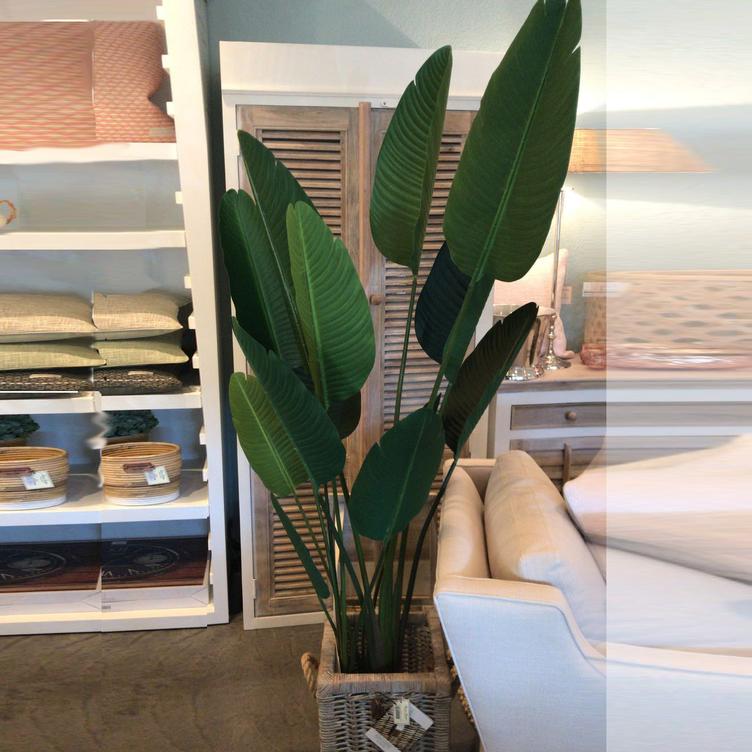 Strelitzia Plant 183x120