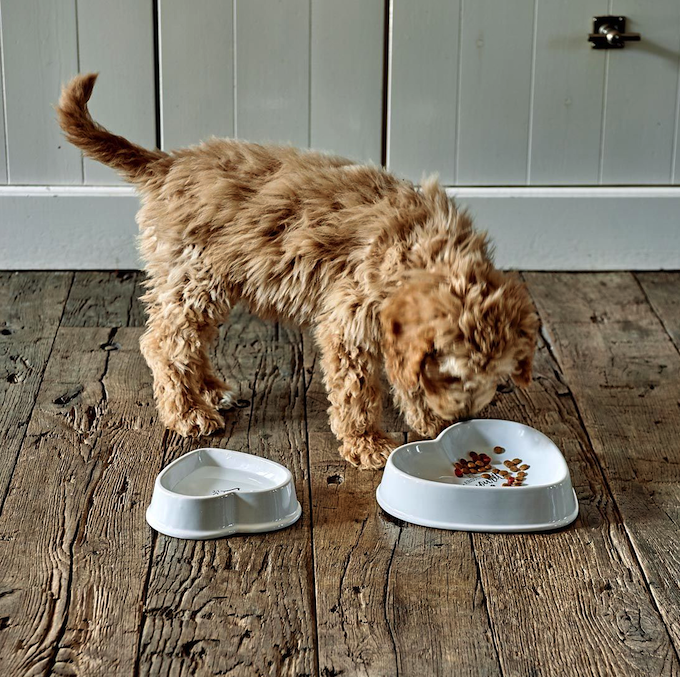 Absolute Favourite Pet Bowl