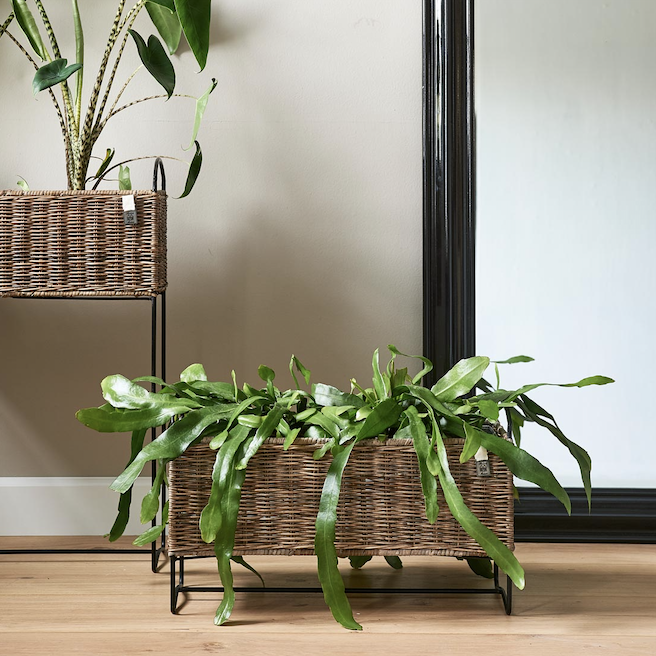 Rustic Rattan Planter Low