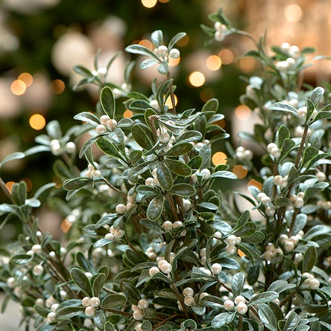 Under The Mistletoe Branch