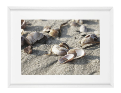 Shells on the beach 6159 M weiss