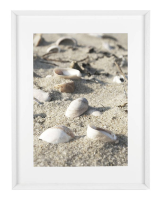 Shells on the beach 6162 S weiss